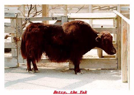 ZOOCC-Yak-from Indianapolis Zoo-by Joe Tansey.jpg