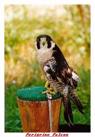 ZOOGG-Peregrine Falcon-from Indianapolis Zoo-by Joe Tansey.jpg