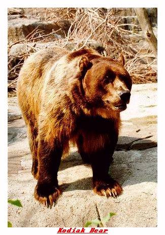 ZOOJJ-Kodiak Bear-from Indianapolis Zoo-by Joe Tansey.jpg