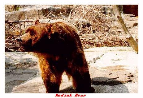 ZOOKK-Kodiak Bear-from Indianapolis Zoo-by Joe Tansey.jpg