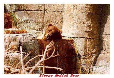 ZOOLL-Kodiak Bear-from Indianapolis Zoo-by Joe Tansey.jpg