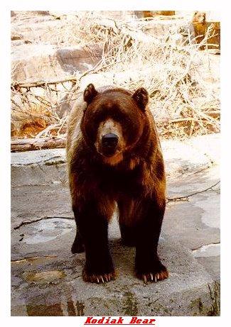 ZOOMM-Kodiak Bear-from Indianapolis Zoo-by Joe Tansey.jpg