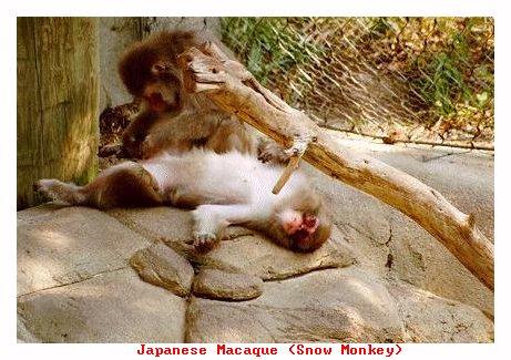 ZOONN-Japanese Macague-from Indianapolis Zoo-by Joe Tansey.jpg