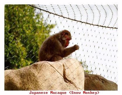 ZOOOO-Japanese Macague-from Indianapolis Zoo-by Joe Tansey.jpg