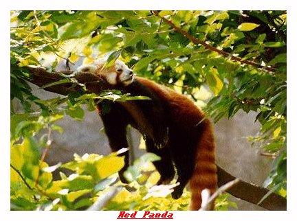 ZOOPP-Red Panda-from Indianapolis Zoo-by Joe Tansey.jpg