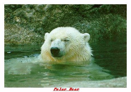 ZOOQQ-Polar Bear-from Indianapolis Zoo-by Joe Tansey.jpg