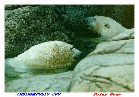 ZOORR-Polar Bear-from Indianapolis Zoo-by Joe Tansey.jpg