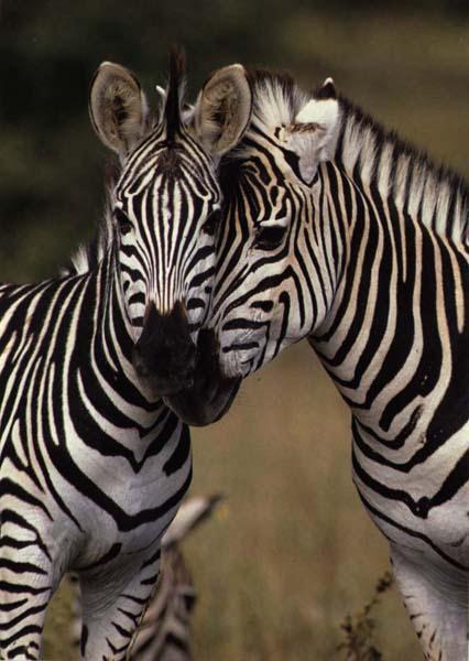 Zebras01-by Julius Bergh.jpg