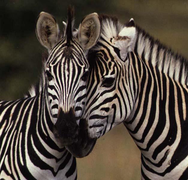 Zebras1a-by Julius Bergh.jpg