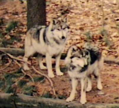 ZooAnimals-2GrayWolf-Wolves-by Herman Miller.jpg