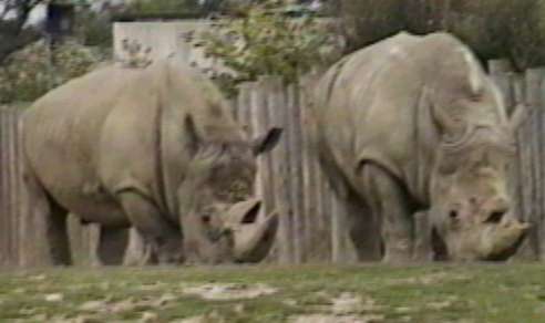 ZooAnimals-2Rhinoceroses-by Herman Miller.jpg