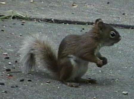 ZooAnimals-AmericanRedSquirrel-Standing-by Herman Miller.jpg
