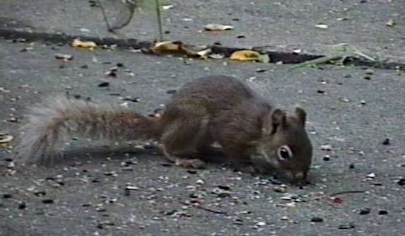 ZooAnimals-AmericanRedSquirrel1-OnGround-by Herman Miller.jpg