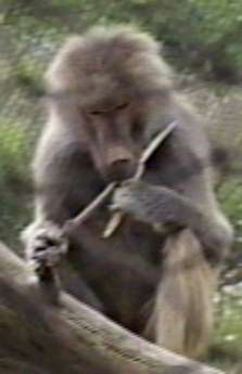 ZooAnimals-Baboon-by Herman Miller.jpg