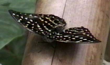 ZooAnimals-Butterfly-by Herman Miller.jpg