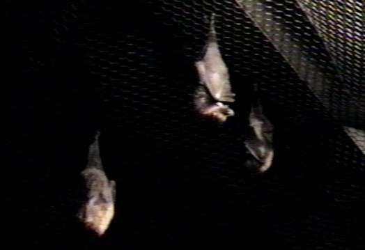 ZooAnimals-CHIROPTERA-Bats-Ceiling-by Herman Miller.jpg