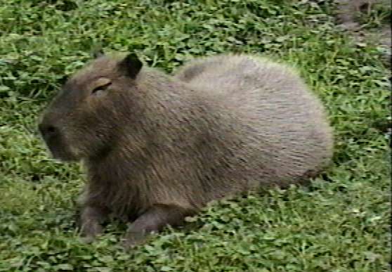 ZooAnimals-Capybara-by Herman Miller.jpg