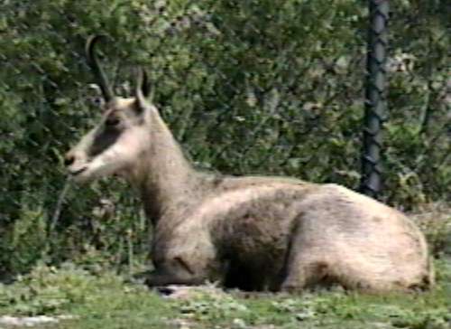ZooAnimals-Chamois-Antelope-by Herman Miller.jpg