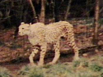 ZooAnimals-Cheetah-by Herman Miller.jpg