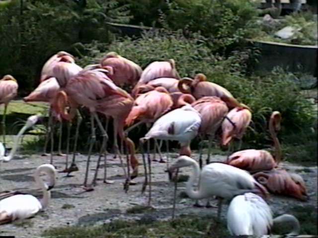 ZooAnimals-Flamingos-by Herman Miller.jpg