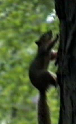 ZooAnimals-FoxSquirrel-uptree-by Herman Miller.jpg