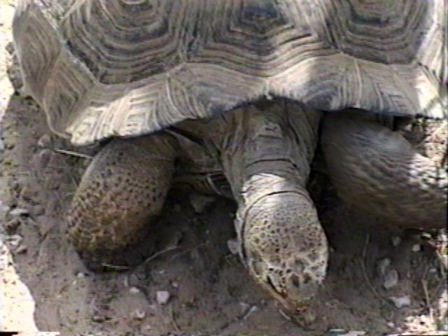 ZooAnimals-GalapagosTortoise-Closeup-by Herman Miller.jpg