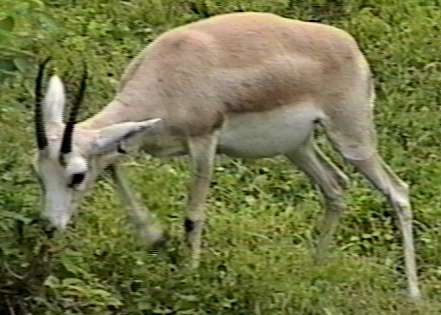 ZooAnimals-Gazelle2-Antelope-by Herman Miller.jpg