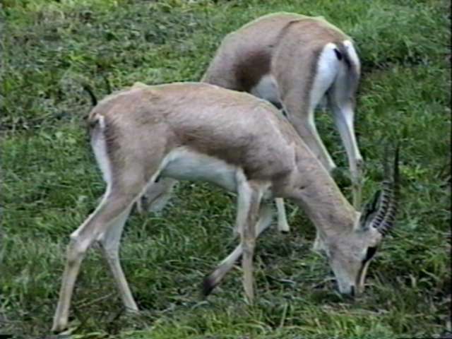 ZooAnimals-Gazelles-Antelopes-by Herman Miller.jpg