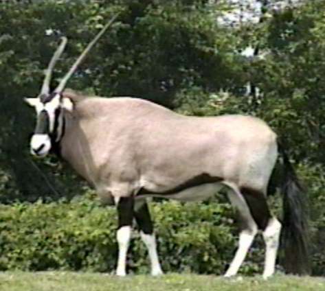 ZooAnimals-Gemsbok-Antelope-by Herman Miller.jpg