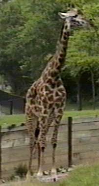ZooAnimals-Giraffe1-by Herman Miller.jpg