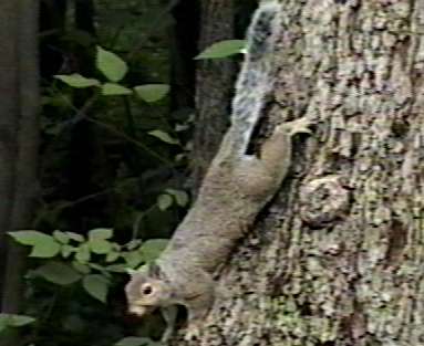 ZooAnimals-GraySquirrel-DownTree-by Herman Miller.jpg