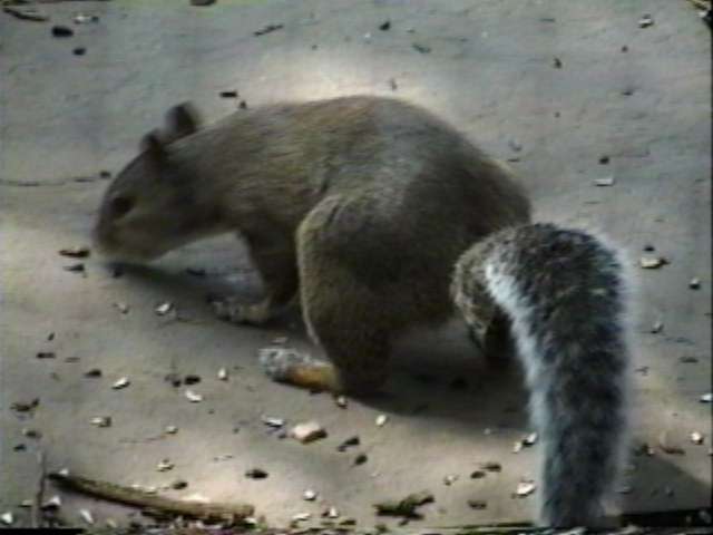 ZooAnimals-GraySquirrel-by Herman Miller.jpg