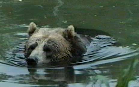 ZooAnimals-GrizzlyBear-Swimming-by Herman Miller.jpg