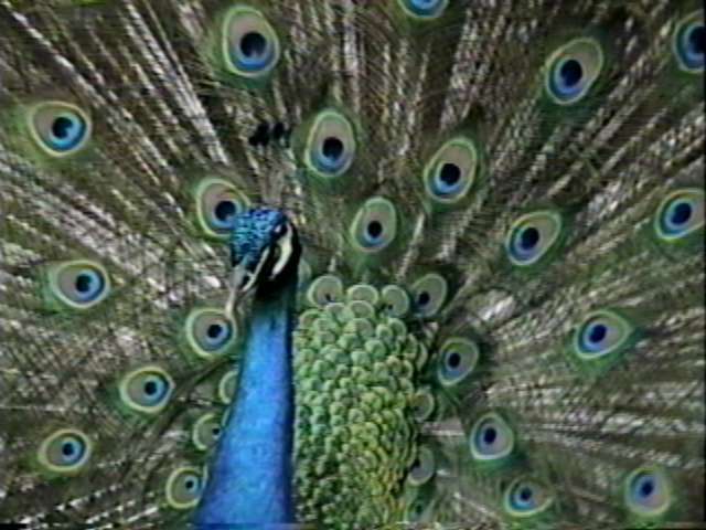 ZooAnimals-Peacock-by Herman Miller.jpg