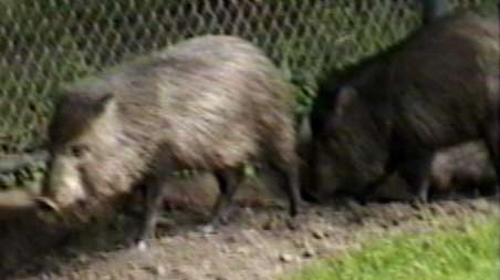 ZooAnimals-Peccary-by Herman Miller.jpg