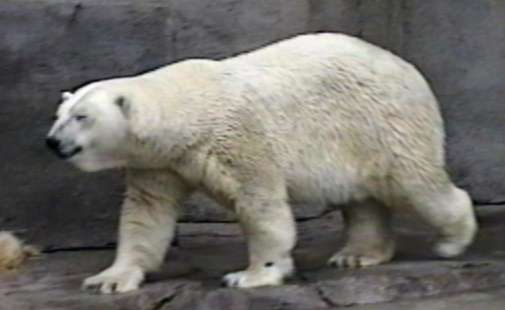 ZooAnimals-PolarBear-by Herman Miller.jpg