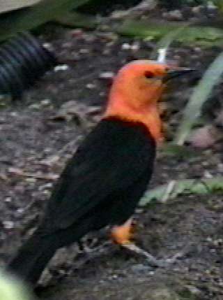 ZooAnimals-Scarlet-headedBlackbird-by Herman Miller.jpg