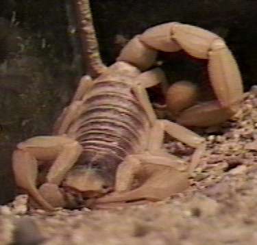 ZooAnimals-Scorpion-by Herman Miller.jpg