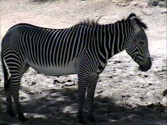 ZooAnimals-Zebra-by Herman Miller.jpg