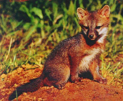 Zorro-Gray Fox-cub-by Martina Bahri.jpg