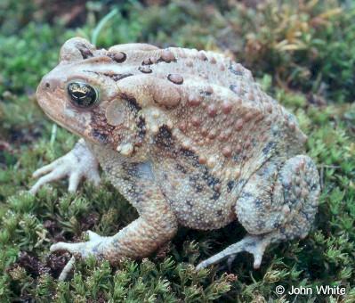 atoad1-American Toad-on grass-by John White.jpg