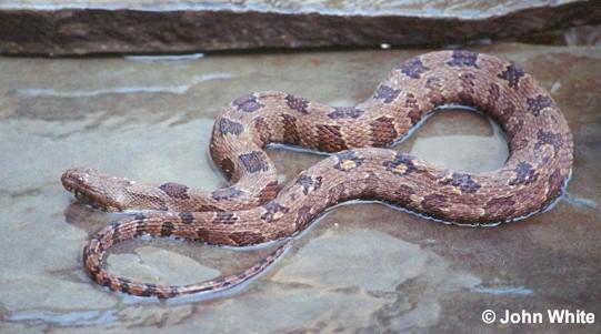 b water1-Brown Water Snake-by John White.jpg