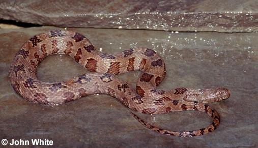 b water2-Brown Water Snake-by John White.jpg