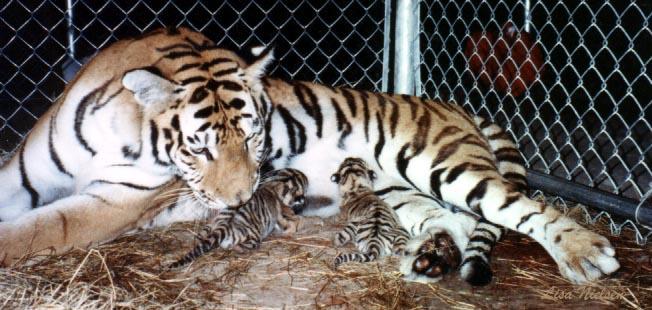 babies-Tiger-mom nursing cubs-in cage-by Lisa Purcell.jpg