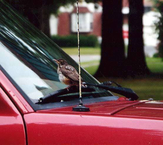 baby American robin on truck-by Denise McQuillen.jpg