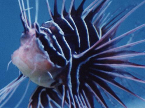 bar3-Lionfish-Closeup-by Kostas Pantermalis.jpg