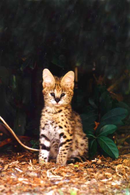 bbyserv1-Serval-baby sitting in forest-by Lisa Purcell.jpg