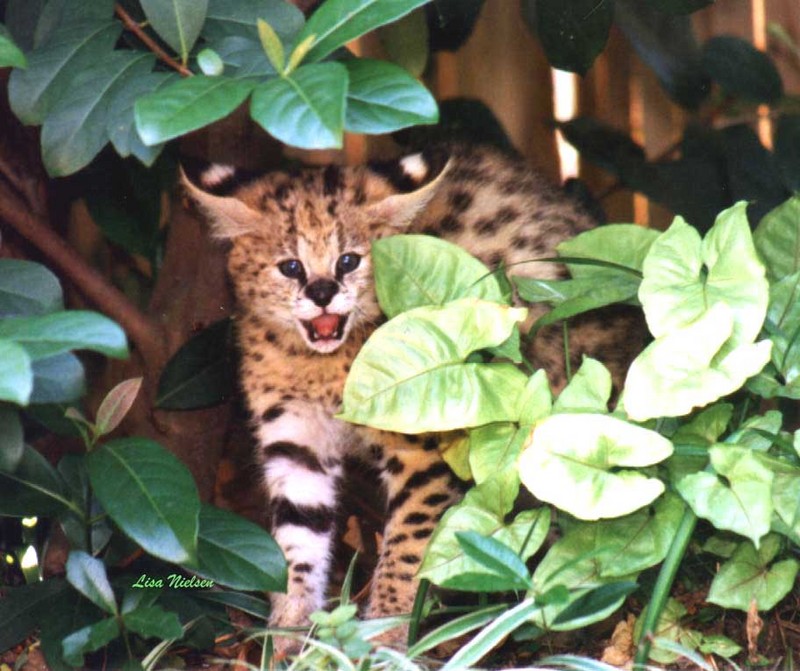 bbyserv2-Serval-baby snarling in forest-by Lisa Purcell.jpg