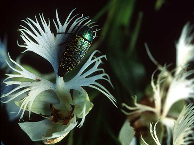 beetle in orchid-by Linda Bucklin.jpg