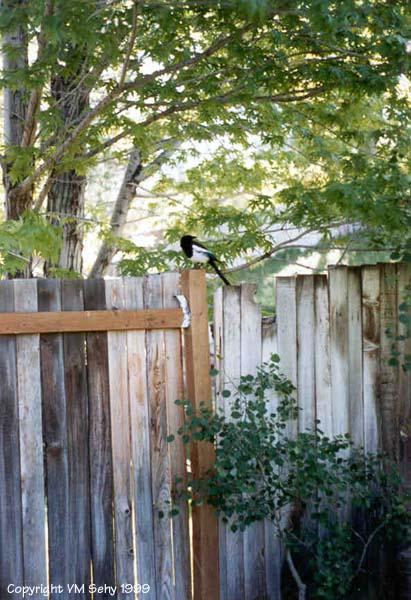 bird-Black-billed Magpie-on a fence post-by VM Sehy.jpg